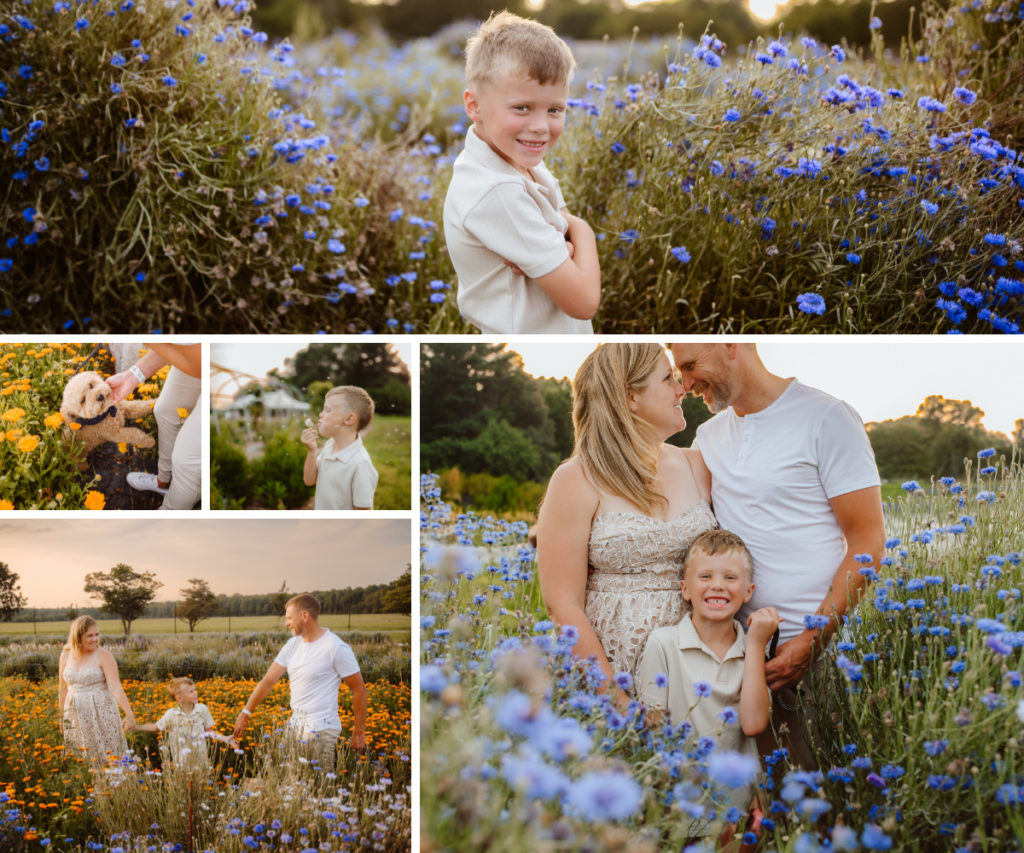 collage featuring a portrait of young boy in flower farm, photo of a dog in yellow/orange flowers, boy blowing a wish flower, parents snuggle with their son standing in flowers, family holds hands weaving through flower field. 